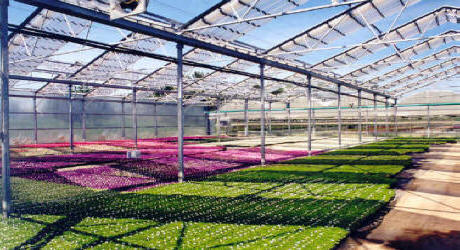 Retractable Roof Greenhouse-Aframe Greenhouses