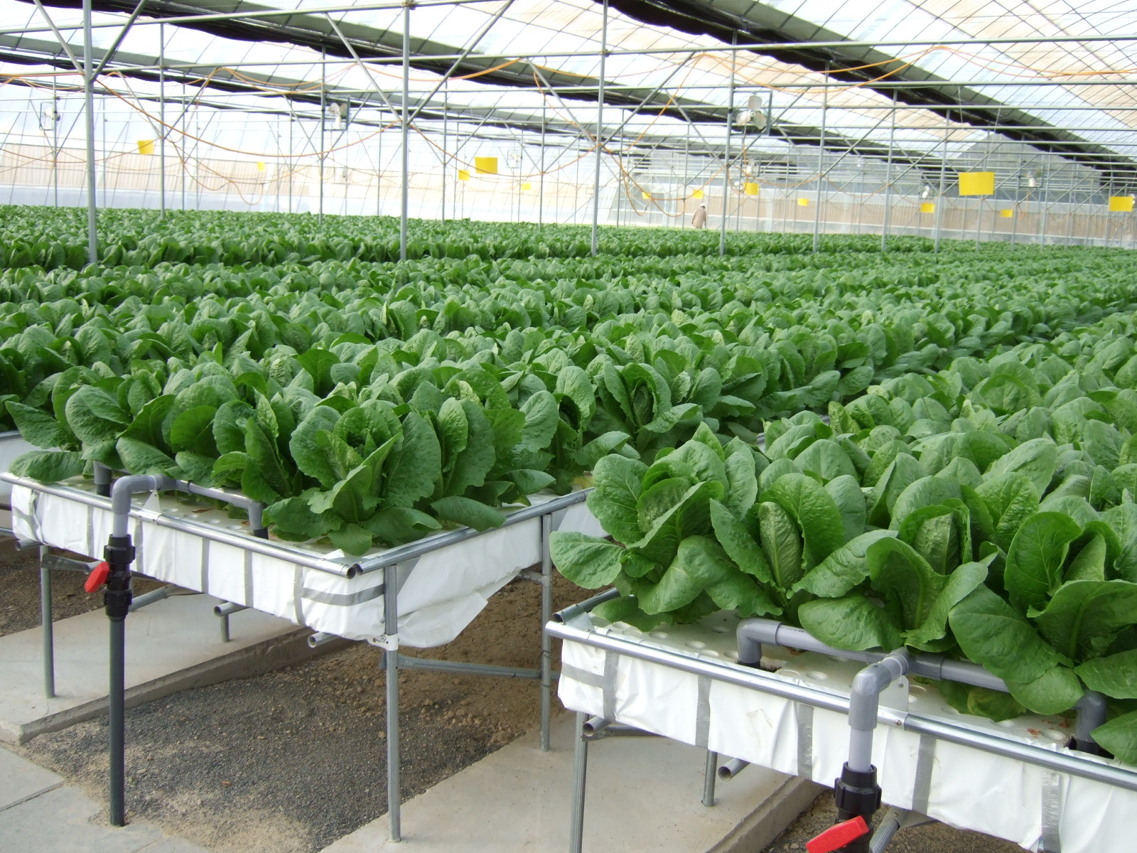 ... hydroponic systems greenhouse hydroponics can be used where in