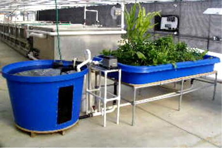 Aquaponics grow bed cheap | DIY Aquaponics