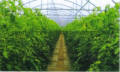 AT High Tunnel Greenhouse