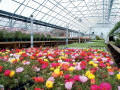 Natural Ventilation Greenhouse
