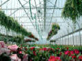 Natural Ventilation Greenhouse