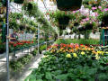 MT Peaked Roof Greenhouses