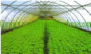 AT BI-Tunnels Greenhouses