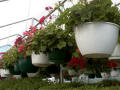 Hanging basket purlins