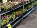Hanging basket purlins