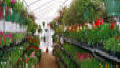 Bench-Mart SR Greenhouses