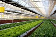 BK Greenhouses-Professional Greenhouses for professional growers