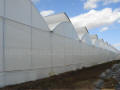 Multi AT Gothic Greenhouses