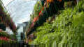 Garden Mart Greenhouses