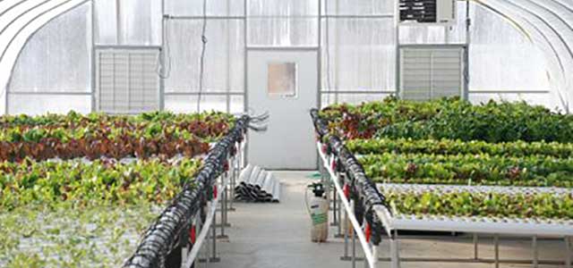 Hydroponic Greenhouse Commercial Greenhouses hydroponic greenhouse project Hydroponic Greenhouse Commercial Greenhouses hydroponic greenhouse project