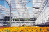 Retractable Roof -Curtain Greenhouse Systems
