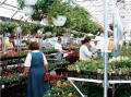 Retail Mart Greenhouse
