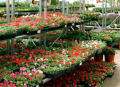 Built-in side and center displays for greenhouses