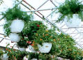 Hanging basket purlins for greenhouses