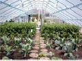Solar star Small "Gothic" Greenhouses