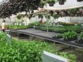 Lifetime Greenhouse Benches