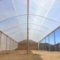 12 mil Clear 4 Year  Reinforced Greenhouse Cover