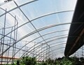 10mil Clear 4 Year  Reinforced Greenhouse Cover