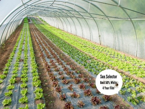 Sun Selector Films  55% White 6 mil 4 Year Clear  for Grower