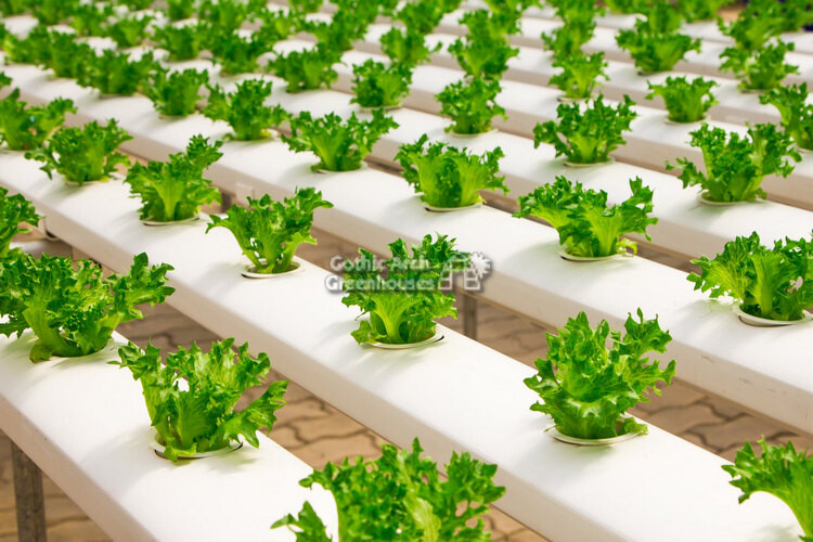 5 Hydroponic Crops You Should Be Growing