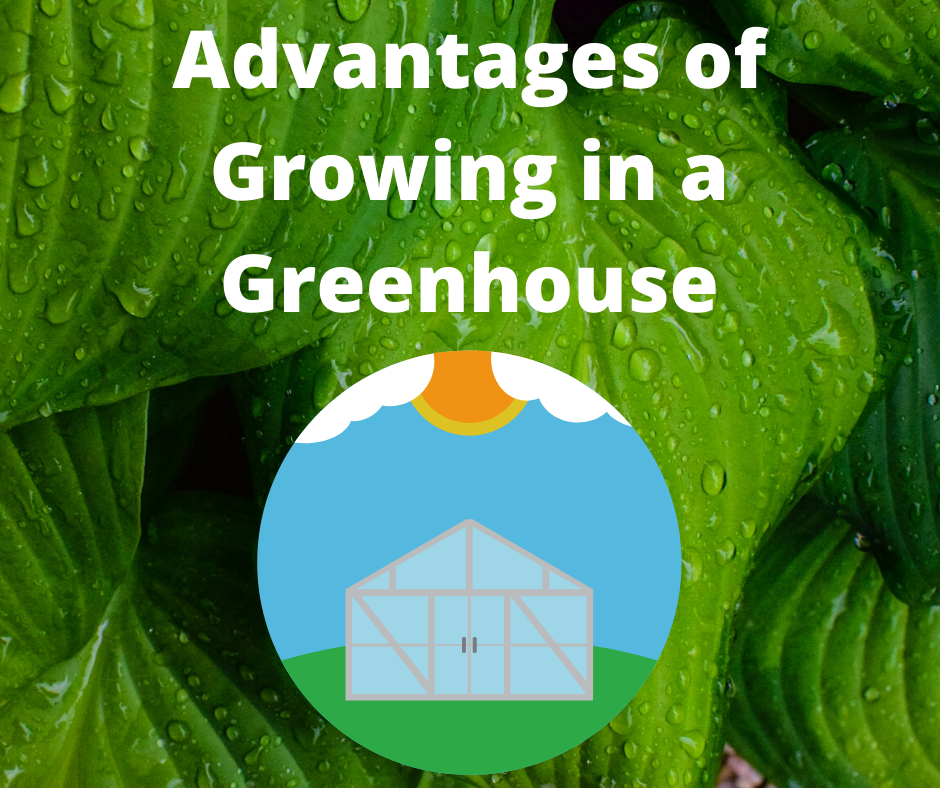 Advantages of Growing in a Greenhouse
