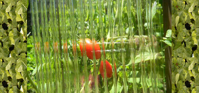 8mm Twinwall Triplewall Polycarbonate Sheet At Gothicarchgreenhouses Com - 8mm Twin Wall Polycarbonate Panels Canada 8mm Twinwall Triplewall Polycarbonate Sheet At Gothicarchgreenhouses Com - 8mm Twin Wall Polycarbonate Panels Canada