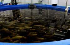 green micro-farm incorporates fish pond, hydroponics