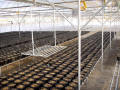 BK Greenhouse Nursery