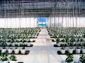 BK Greenhouse Nursery