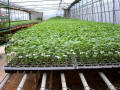 BK Greenhouse Nursery