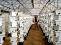 BK Greenhouse Nursery