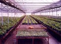 BK Greenhouse Nursery
