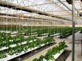 BK Greenhouse Nursery