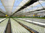 Hydroponics Systems