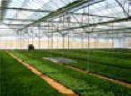 Nursery Systems