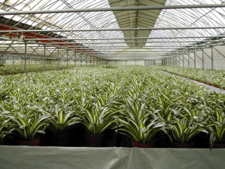 BK Greenhouse Nursery
