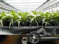 BK Greenhouse Nursery
