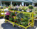 Grow Display - Three Tier Stair Step Display