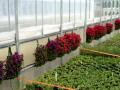 Expansion Mansion Greenhouse