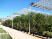 Flat Roof Retractable Roof Greenhouses 