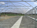 Gothic Arch Greenhouse Projects