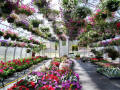 Gothic Arch North Greenhouse