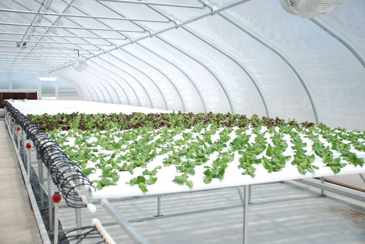 greenhouse systems hydroponics is growing a plant without soil usually