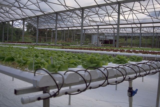 RGS Hydroponic Greenhouse | Gothic Arch Greenhouses