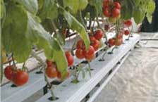 Hydroponic NFT System