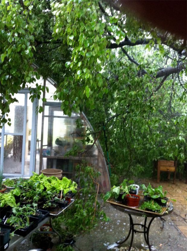 Gothic Arch Greenhouses Review