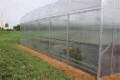 Majestic Connect Greenhouses