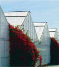 Acrylic Panels for Commercial Greenhouse Covering