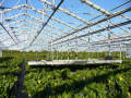 Retractable Roof Greenhouses